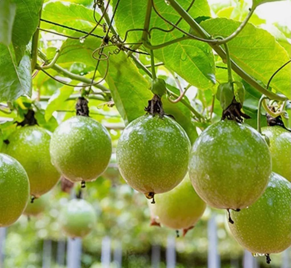 USBRANDSEED Golden Passion Fruit vines with harvest-ready fruits.