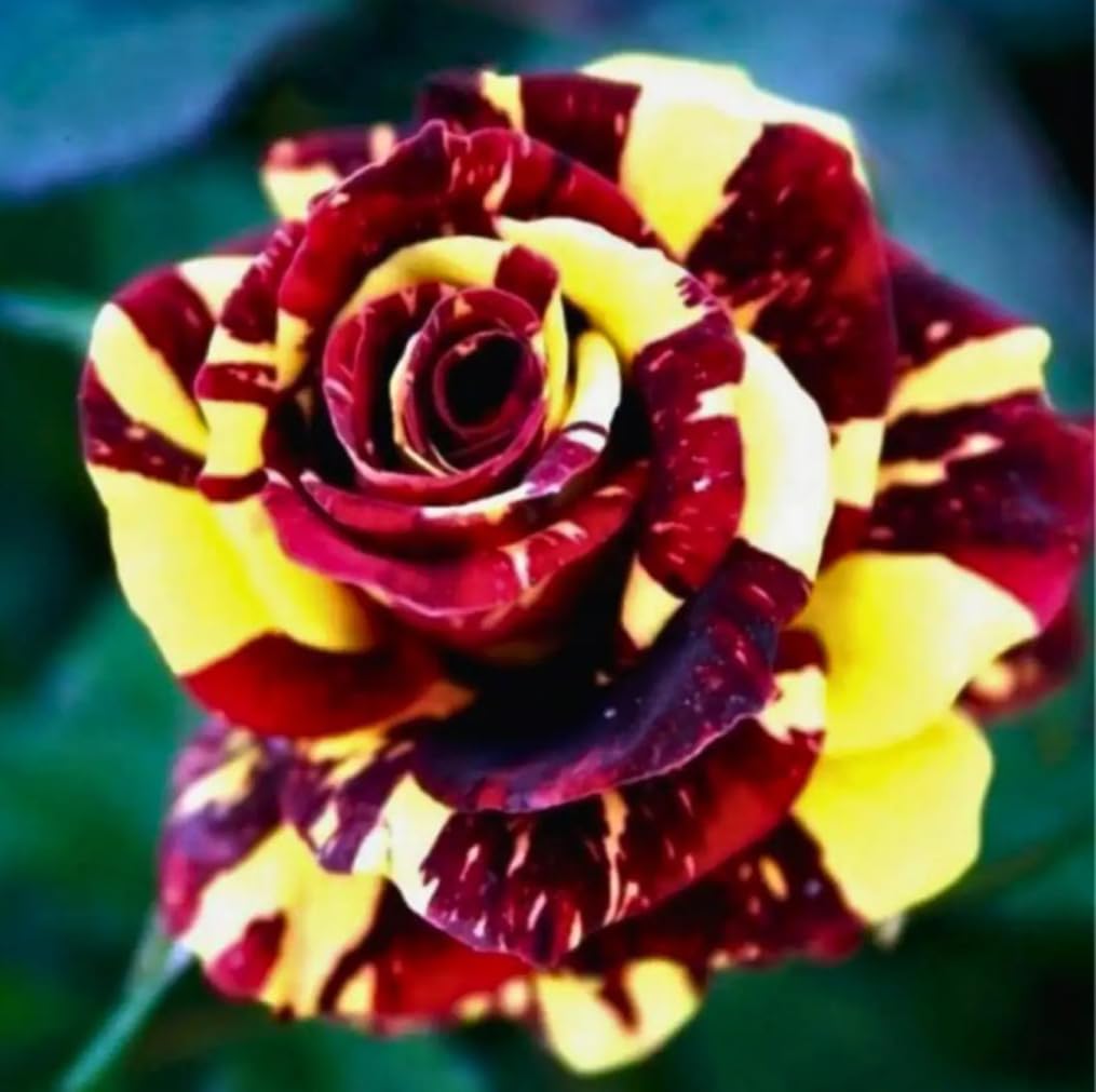 USBRANDSEED open-pollinating rose seeds offer diverse offspring and colors.