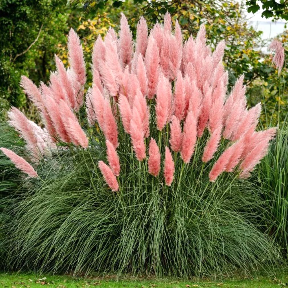 USBRANDSEED pink pampas grass seeds for ornamental landscaping and beginner-friendly growth