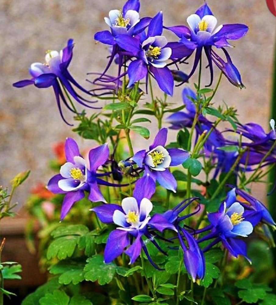 USBRANDSEED Purple Columbine seeds—perennial color that attracts hummingbirds and butterflies.
