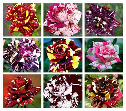 USBRANDSEED rose seed mix varieties colors for vibrant spring blooms.