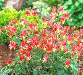 USBRANDSEED partshade perennial columbine blooms add color and attract hummingbirds.