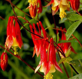 USBRANDSEED red eastern columbine seeds ready for planting to attract pollinators.