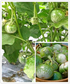 USBRANDSEED round Thai green eggplant seeds close-up for easy, flavorful harvest planning.