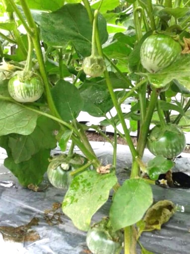 USBRANDSEED Thai green eggplants on vine with glossy skin and compact size ready for home gardens.