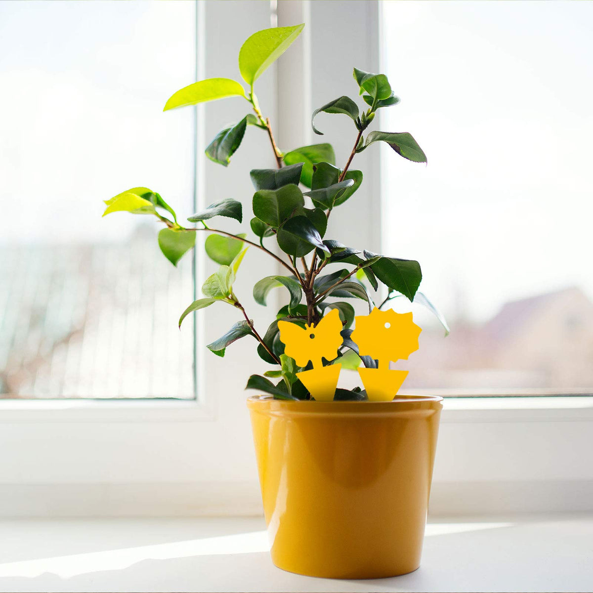 USKICH compact shapes fit small pots, adding a decorative touch.