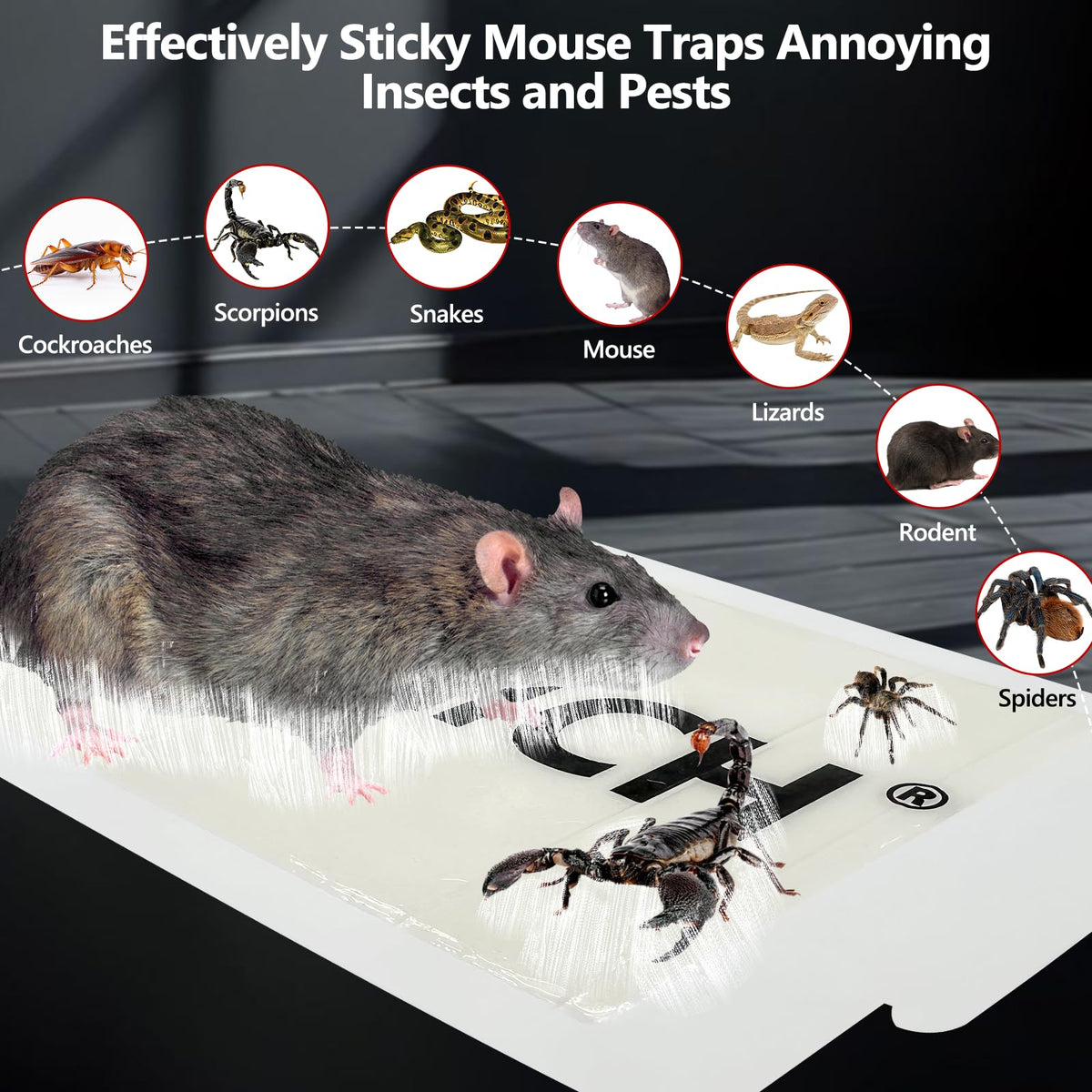 USKICH glue trap placed along suspected rodent pathway for easy deployment.