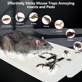 USKICH glue trap placed along suspected rodent pathway for easy deployment.