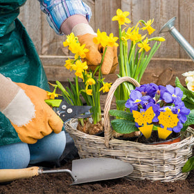 USKICH yellow traps for indoor and outdoor use in greenhouses and patios.