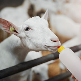 USUNFARM multi-animal compatibility for goats, lambs, piglets and calves
