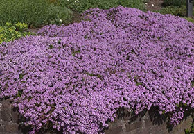 Close-up of drought-tolerant foliage from Utopia Seeds Creeping Thyme Seeds.