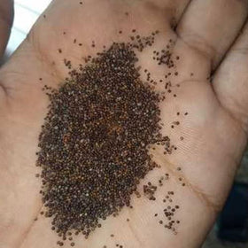 Dense mat-like growth from Utopia Seeds Creeping Thyme Seeds forms a 2-4 inch ground cover.