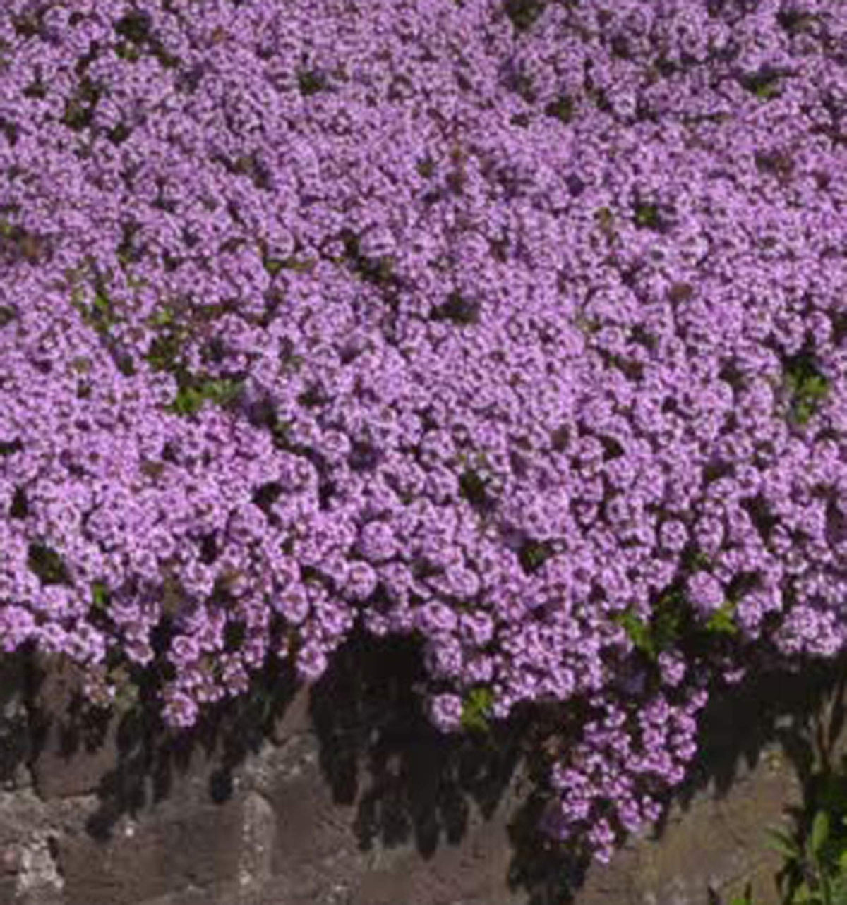 Between pavers edge, Utopia Seeds Creeping Thyme Seeds create a living border.