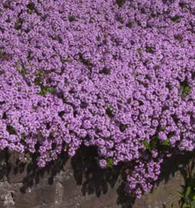 Between pavers edge, Utopia Seeds Creeping Thyme Seeds create a living border.