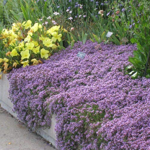 Utopia Seeds Creeping Thyme Seeds with purple blooms brightening sunlit borders.