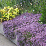 Utopia Seeds Creeping Thyme Seeds – Purple Ground Cover (Thymus serpyllum) ~8000 Seeds