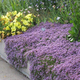 Utopia Seeds Creeping Thyme Seeds with purple blooms brightening sunlit borders.