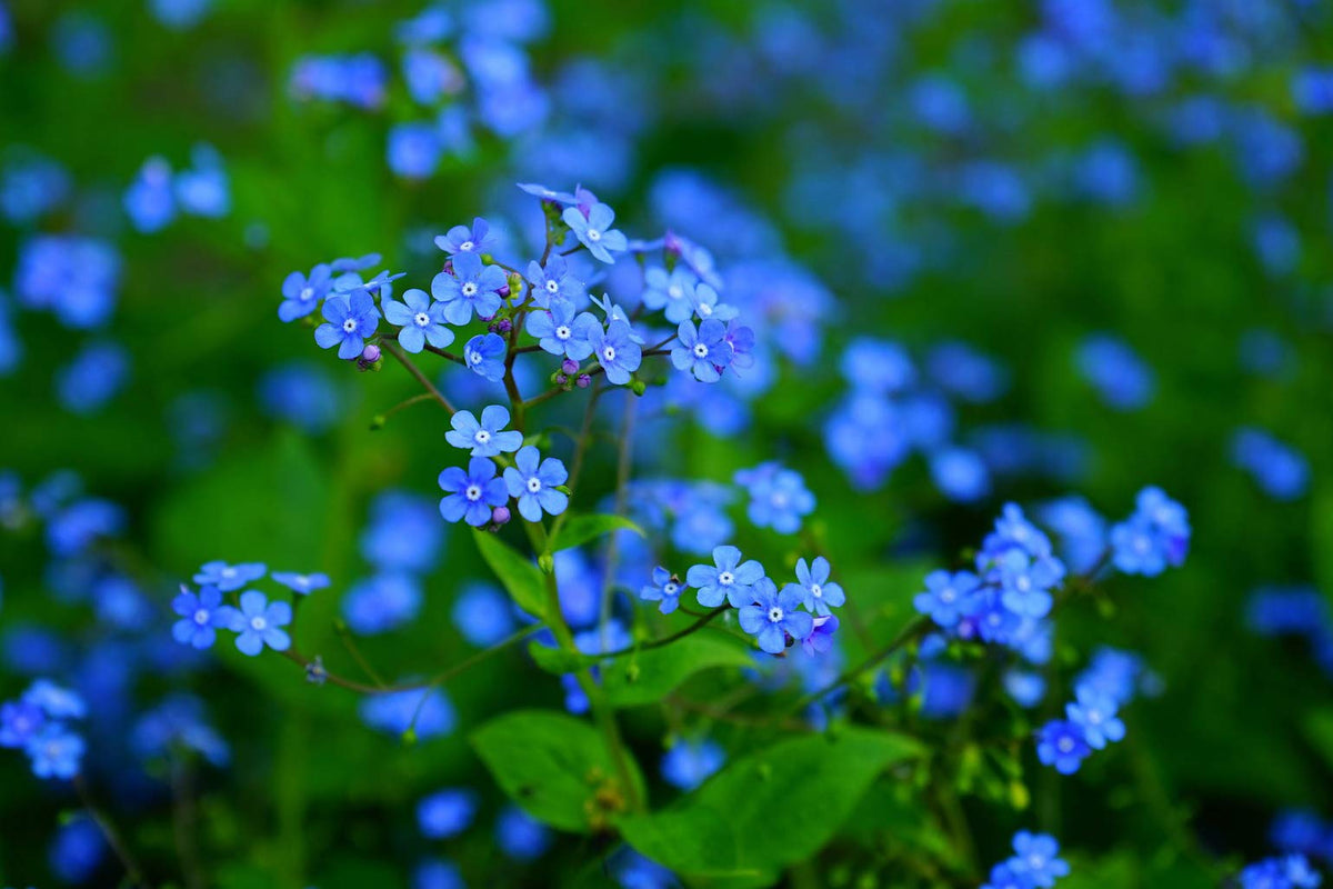 Utopia Seeds Forget-Me-Not seeds provide lasting color through re-seeding in partial shade.
