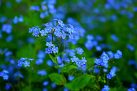 Utopia Seeds Forget-Me-Not seeds provide lasting color through re-seeding in partial shade.