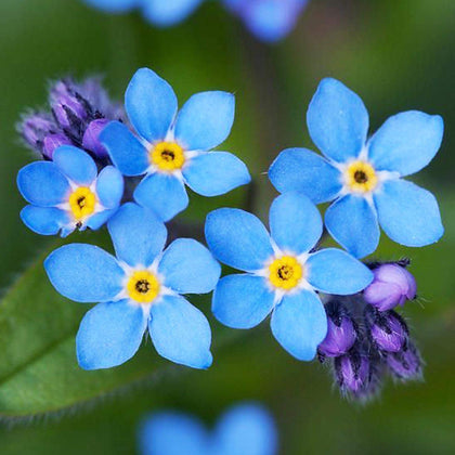 Utopia Seeds Forget-Me-Not seeds form shade-loving ground cover to brighten shade borders.