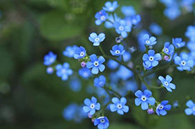 Utopia Seeds Forget-Me-Not seeds ideal for shaded beds and natural reseeding.