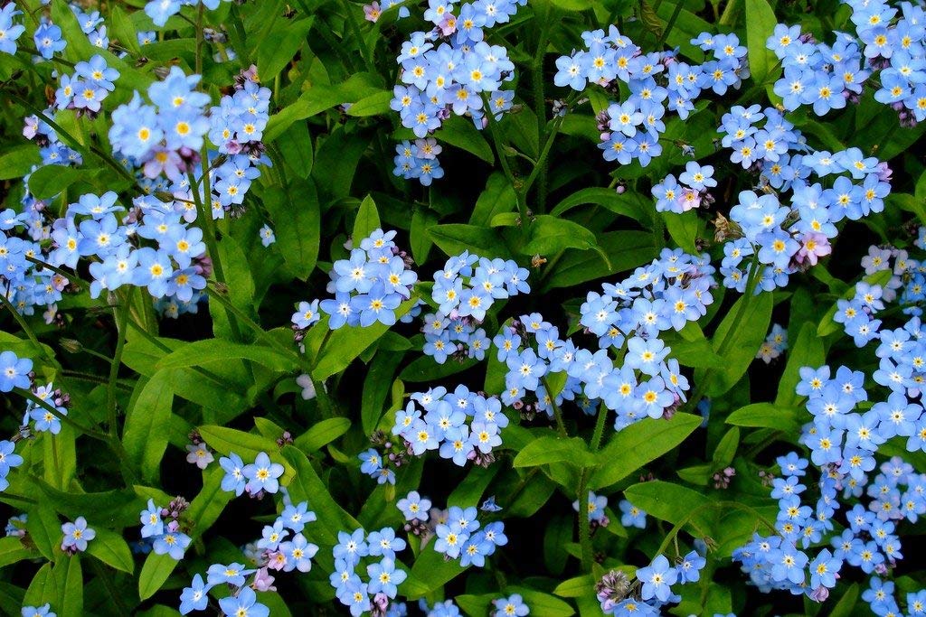 Utopia Seeds Forget-Me-Not seeds let bulbs like tulips emerge through the foliage.