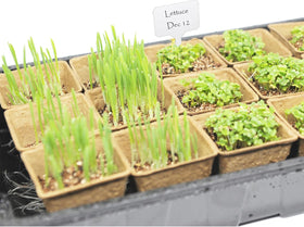 UTYLNE seed starter kit humidity dome controlling moisture