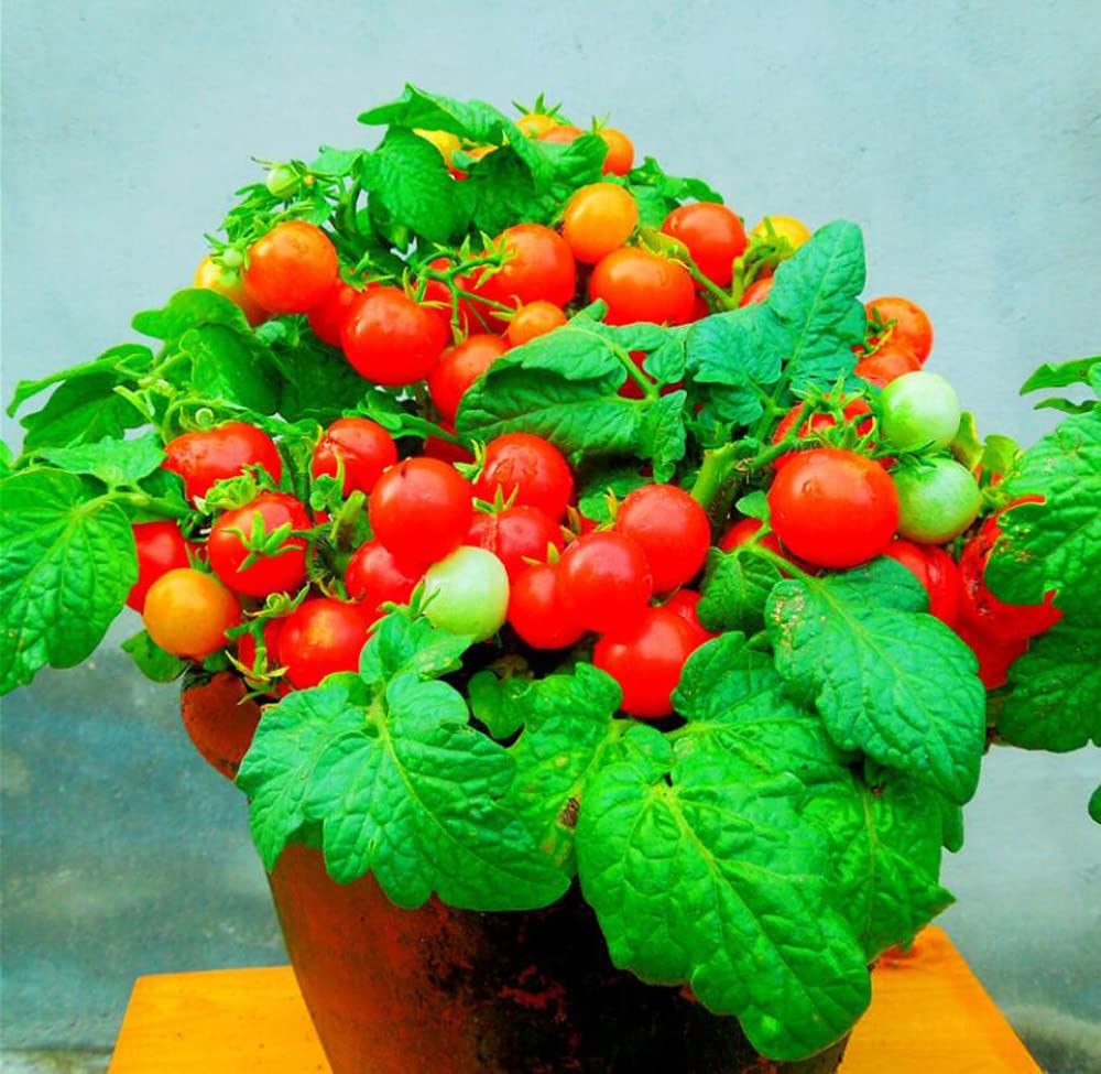 VAACNEE MOCCUROD red and yellow fruits show small, sweet harvest-ready tomatoes