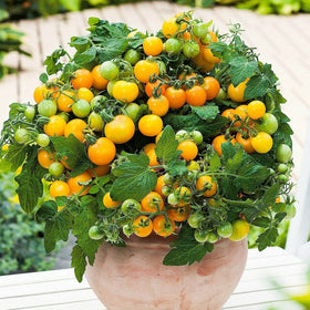 VAACNEE MOCCUROD harvest-ready fruits ready for snacking or salads
