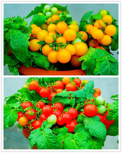 VAACNEE MOCCUROD seed pack front view, ideal for compact indoor tomato growing