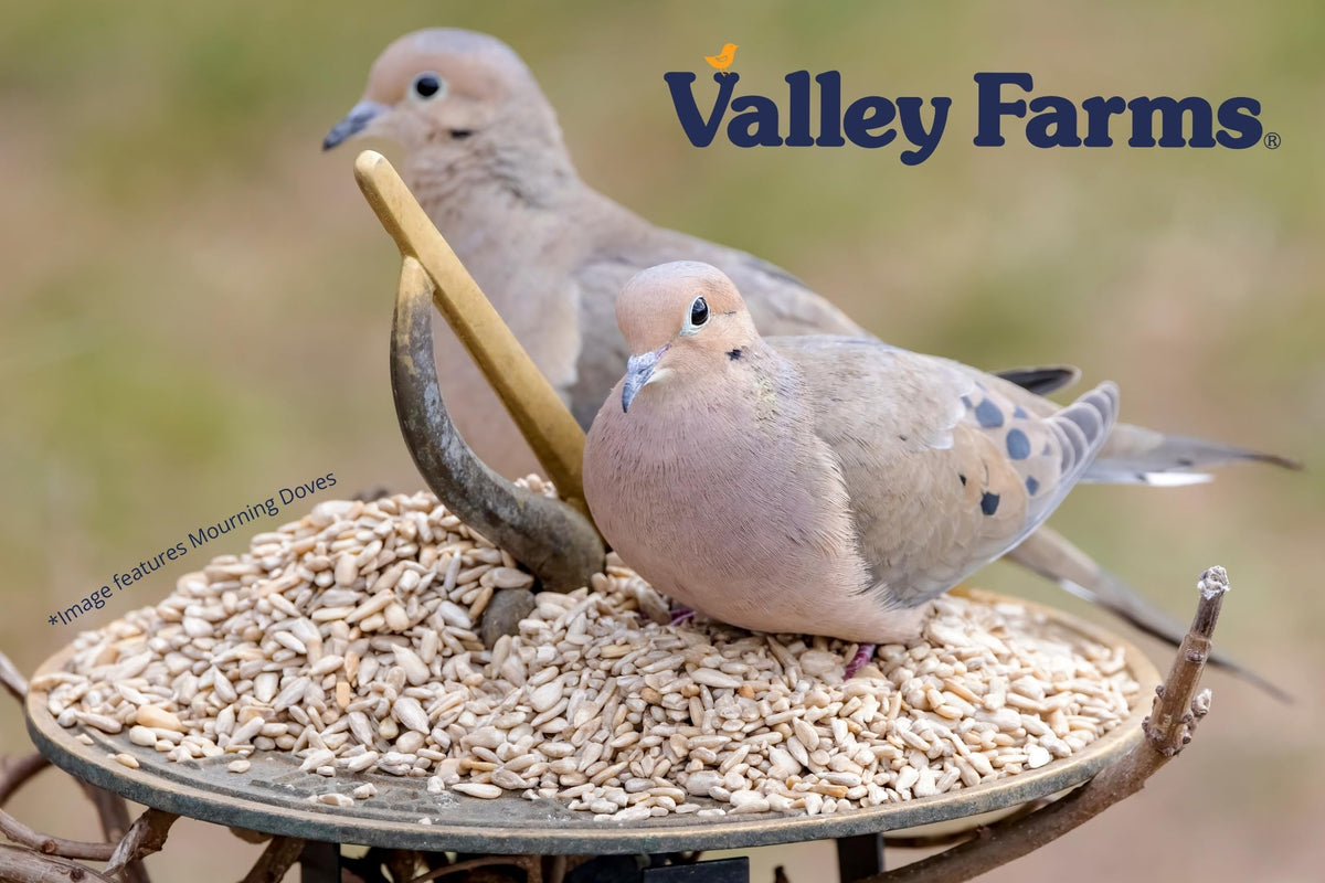 Valley Farms backyard bird watching – nourished, active visitors to your yard.