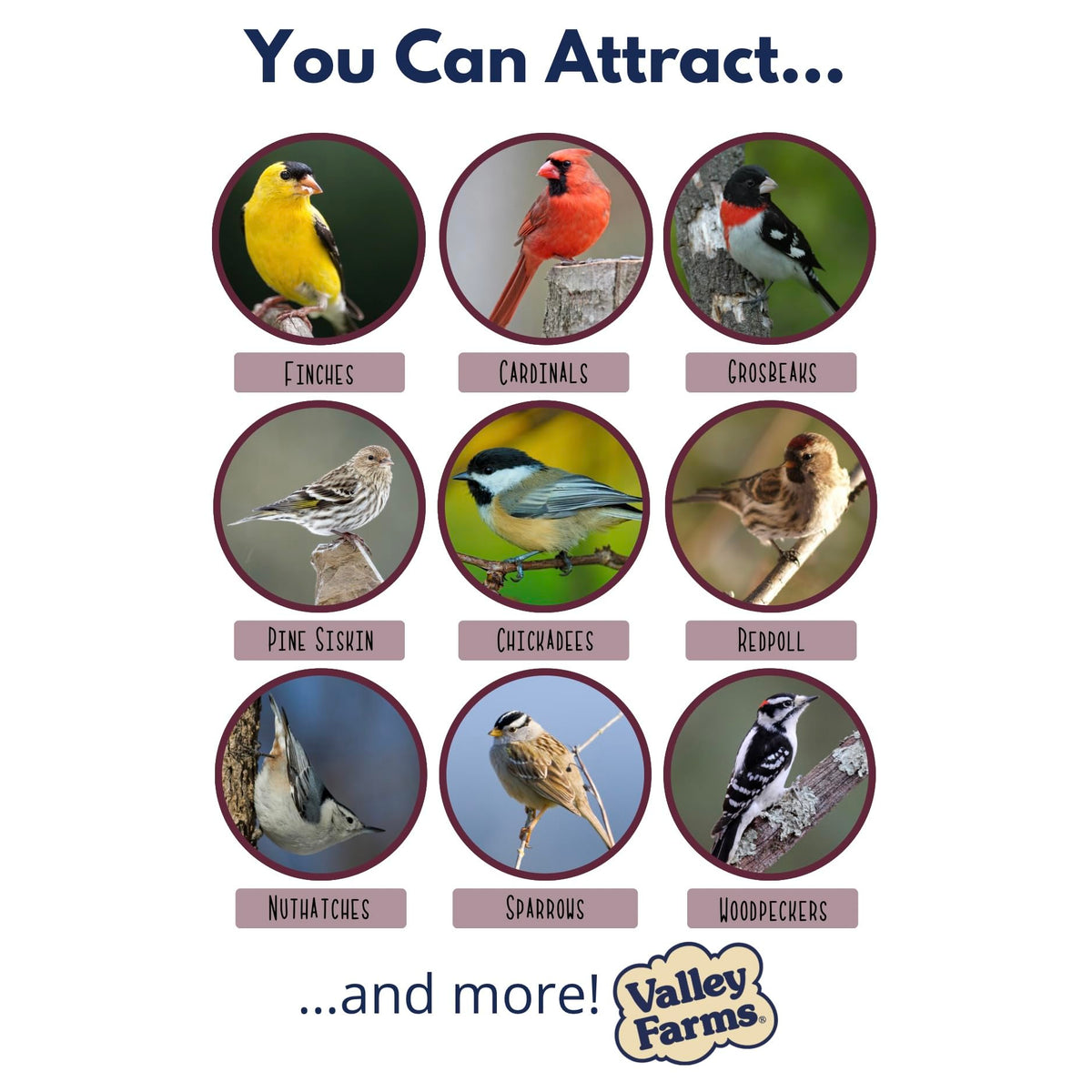 Valley Farms birds at feeder – ready-to-eat hearts attract songbirds.