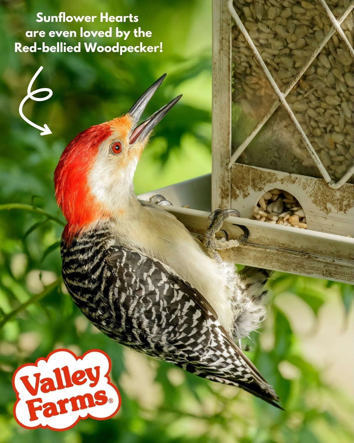 Valley Farms clean seed delivery – minimizes mess around your feeder.