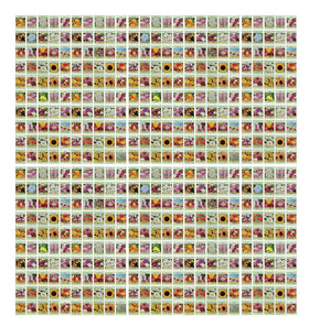 Valley Greene 500 seed packets collection for diverse, colorful borders.