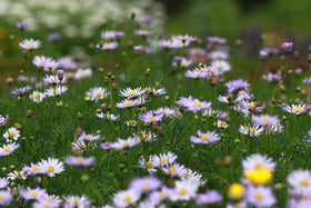 Valley Greene colorful flower seed bulk enables imaginative garden layouts.