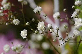 Valley Greene diverse-flower-seeds image showcases vibrant varieties for borders and containers.