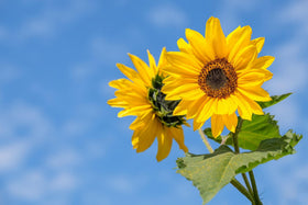 Valley Greene showy late-summer to fall blooms brighten gardens.