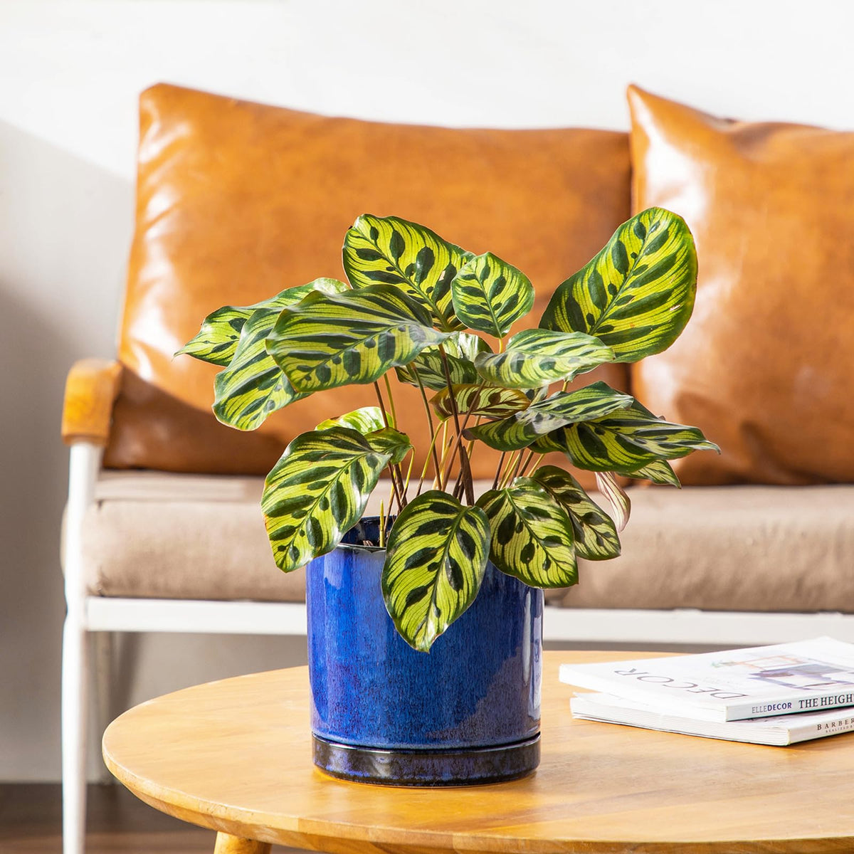 Durable blue ceramic finish by Vancasso for plant pots