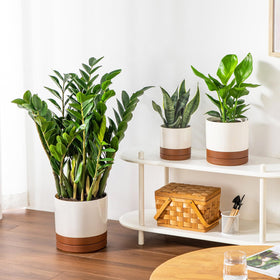 Vancasso medium 8.25-inch pot suits mid-sized indoor plants.