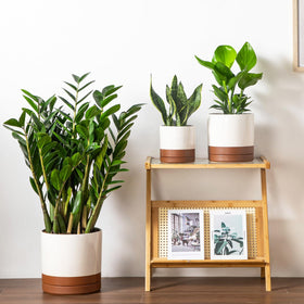 Vancasso small 6.25-inch pot ideal for succulents and herbs.