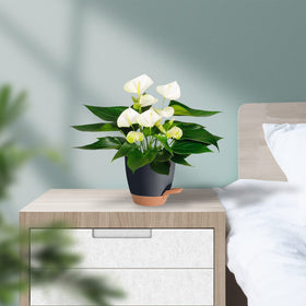 Vanslogreen black finish adds a sleek touch to any space.