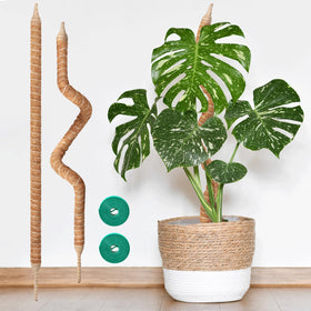 Vanut 2-pack 28in moss pole bendable coir supports Monstera for upright growth