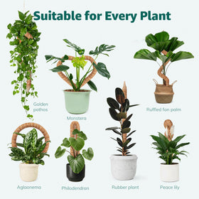 Vanut indoor garden setup with moss poles for climbing plants