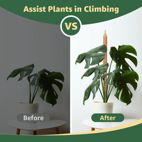 Vanut moss pole installed in soil with plants secured for vertical growth