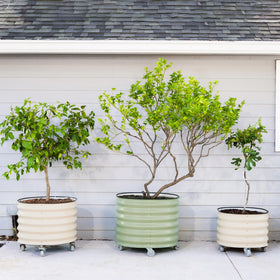 Vego Garden olive tree planter ready for patio setup.