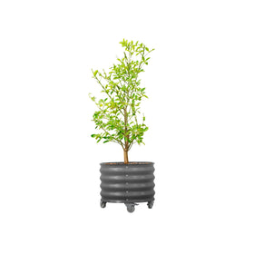 Vego Garden rolling planter 21-inch on patio enables easy repositioning.