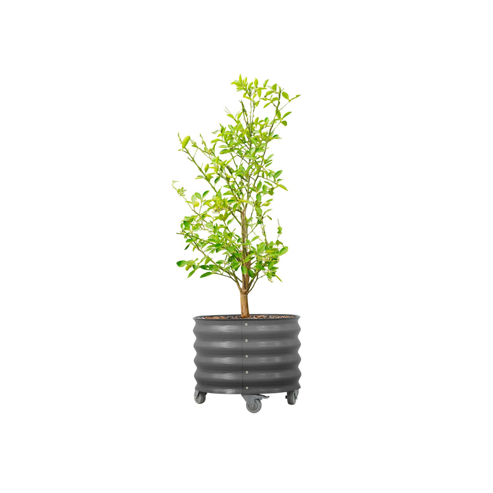 Vego Garden rolling planter 21-inch on patio enables easy repositioning.