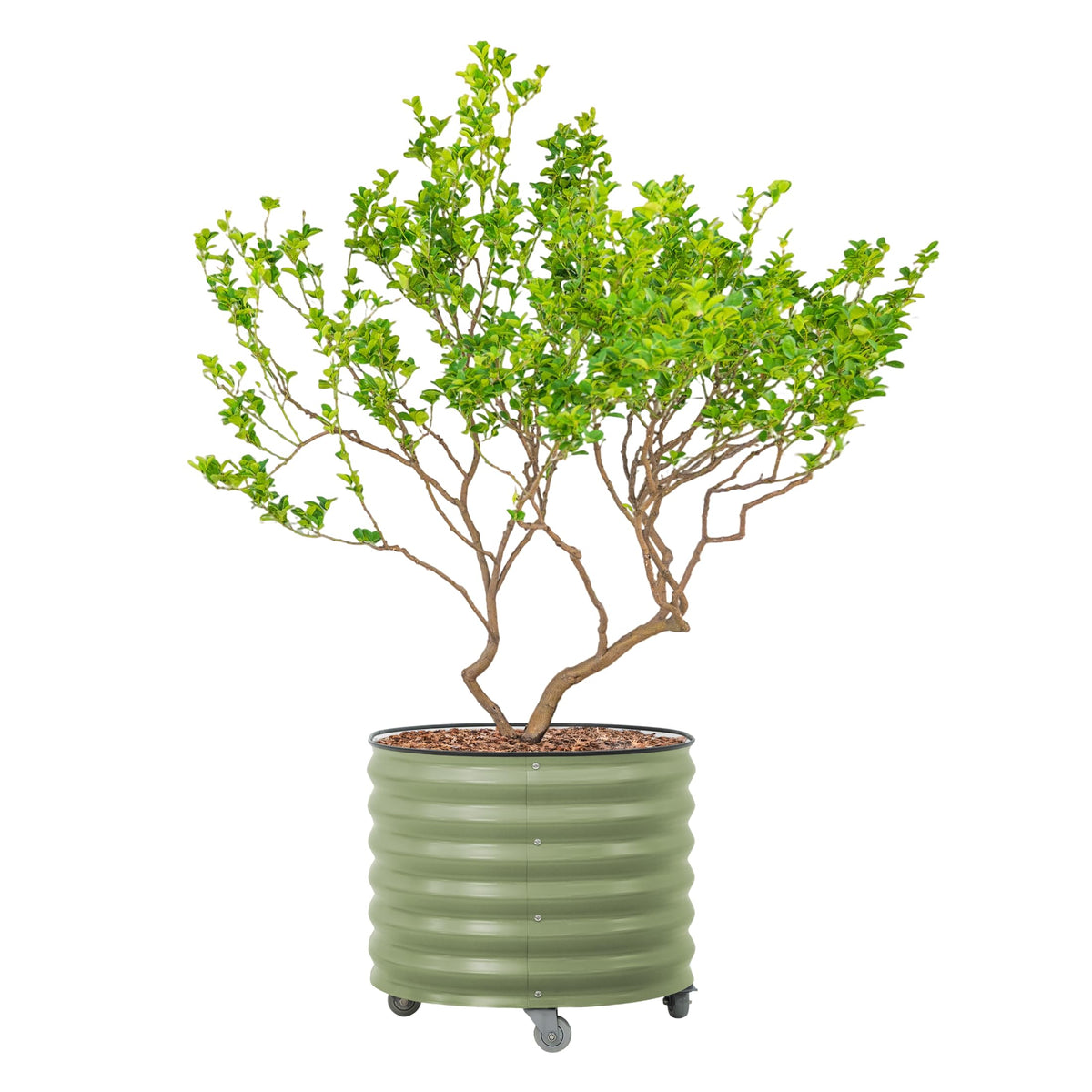 Vego Garden rolling planter pot, 27-inch round, easy patio mobility.