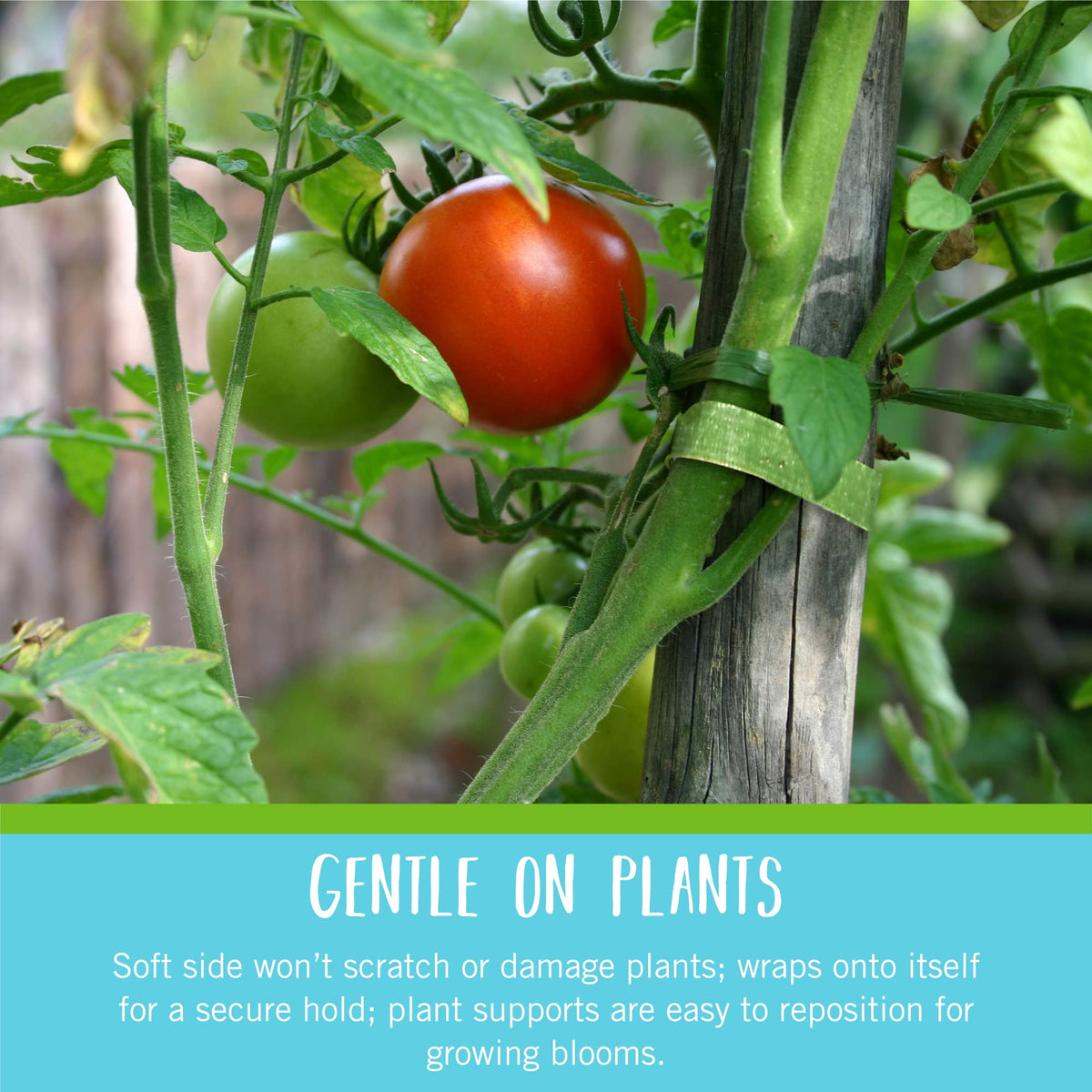 VELCRO Brand VEL-30089-AMS tomato trellis use provides sturdy, adjustable plant support.
