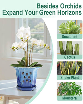 Vensovo 6-inch orchid pot ideal for repotting and plant displays.